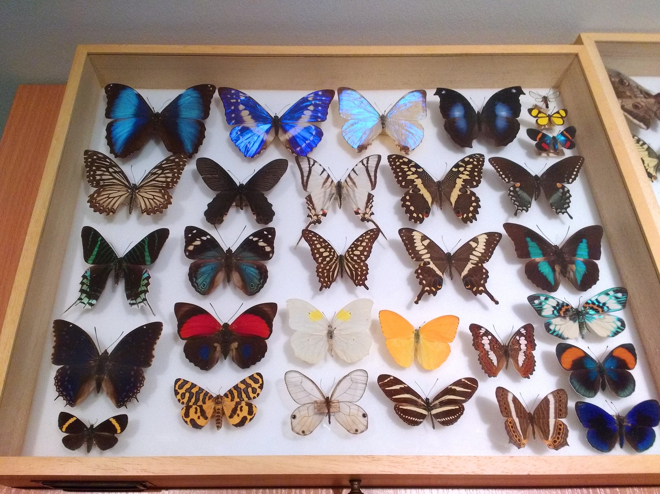 The work of a lepidopterist